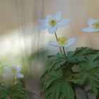 Buschwindröschen (Anemone nemorosa)