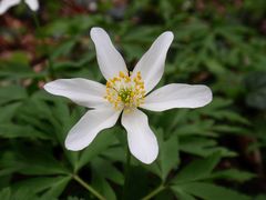 Buschwindröschen (Anemone nemorosa)