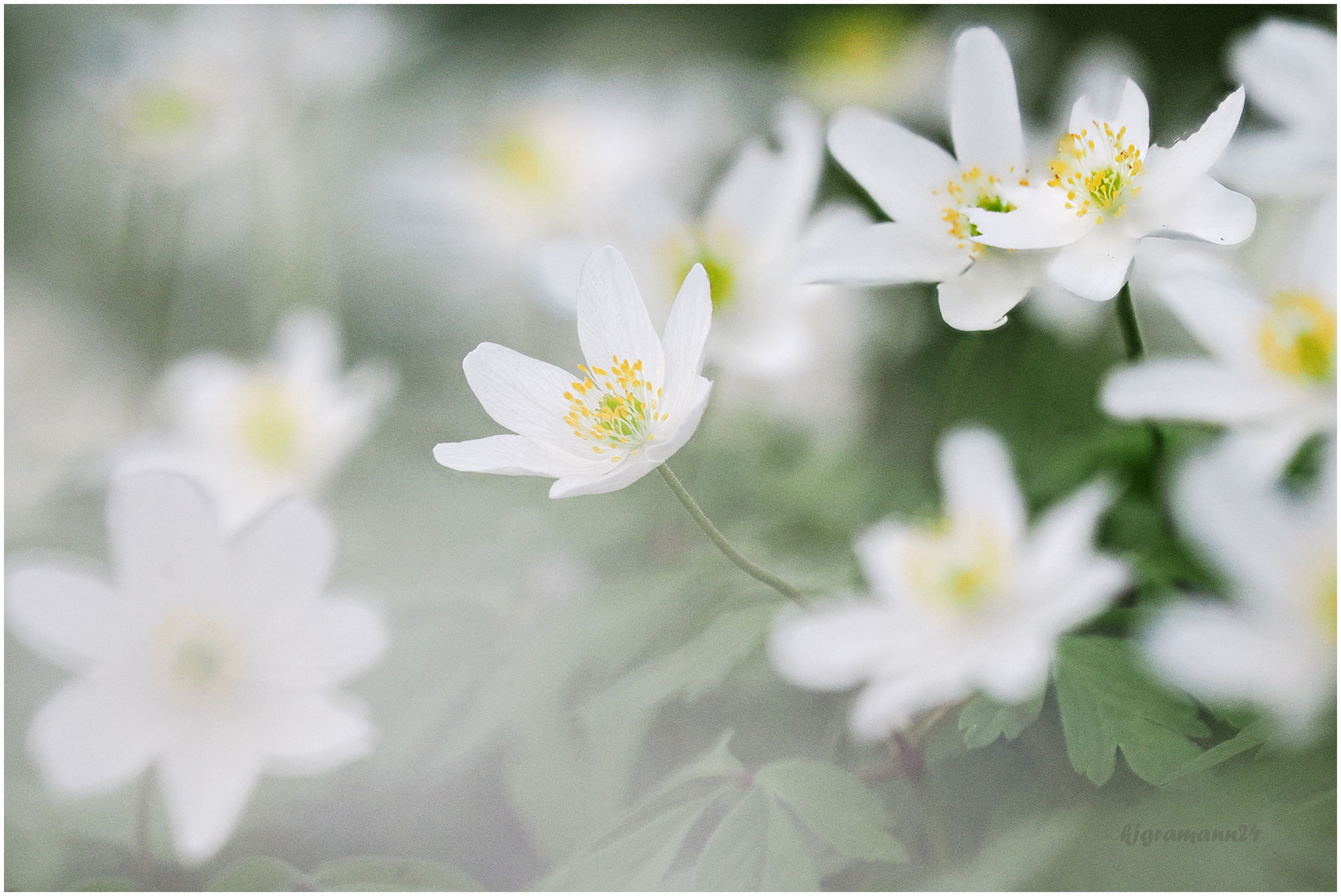 Buschwindröschen (Anemone nemorosa)...