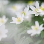 Buschwindröschen (Anemone nemorosa)...