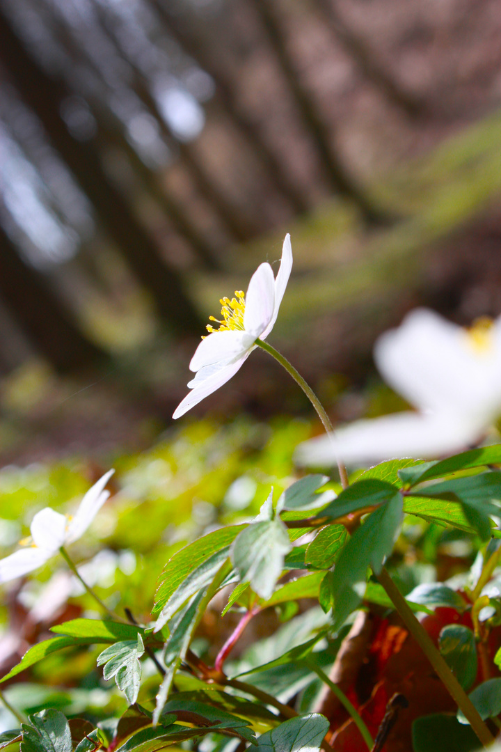 Buschwindröschen (Anemone nemorosa)