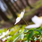 Buschwindröschen (Anemone nemorosa)