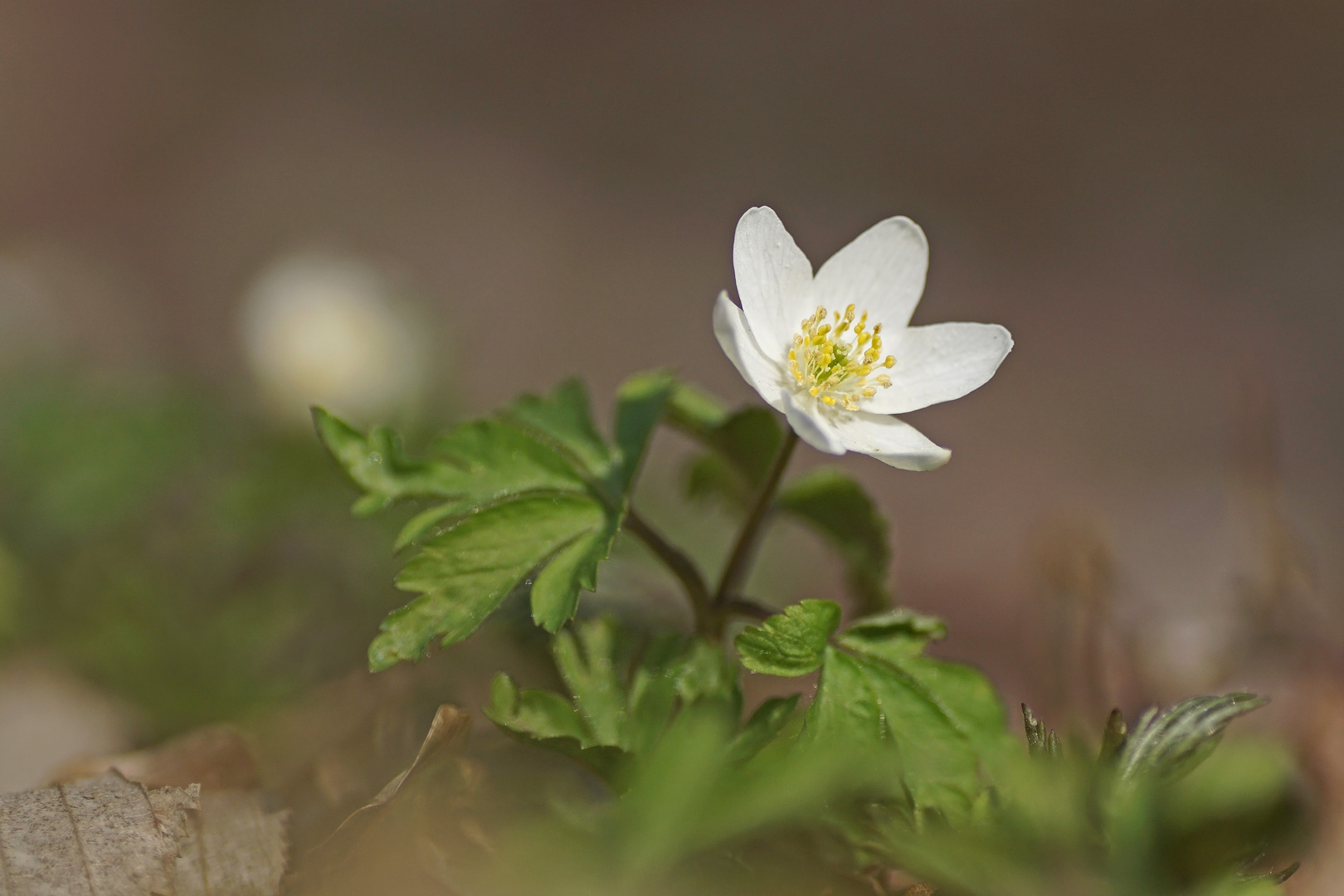 Buschwindröschen (Anemone nemorosa)