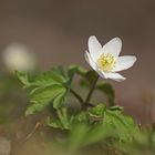 Buschwindröschen (Anemone nemorosa)