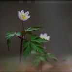 buschwindröschen (anemone nemorosa).......