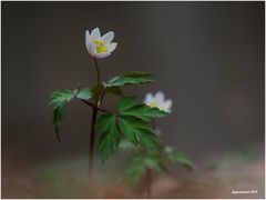 buschwindröschen (anemone nemorosa).......