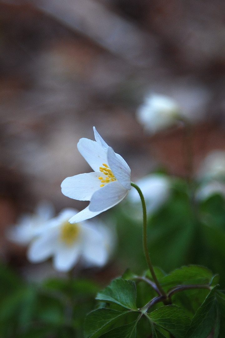 Buschwindröschen (Anemone nemorosa)