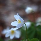 Buschwindröschen (Anemone nemorosa)