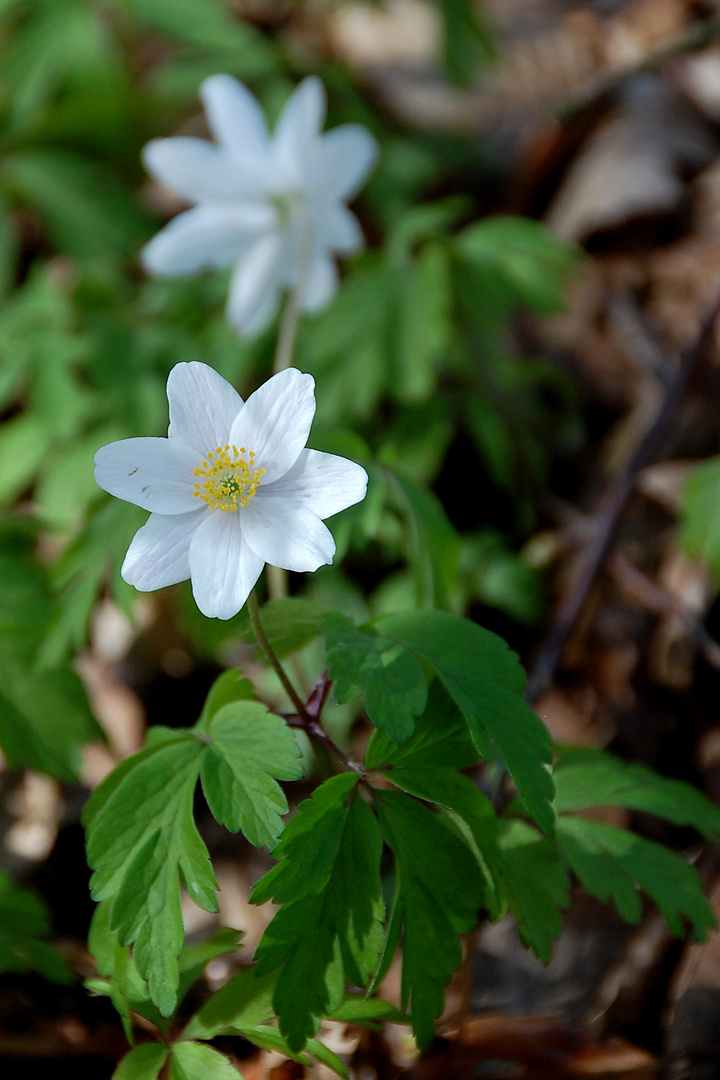 Buschwindröschen (Anemone nemorosa)