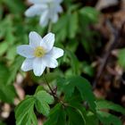 Buschwindröschen (Anemone nemorosa)