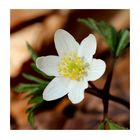 Buschwindröschen (Anemone nemorosa).