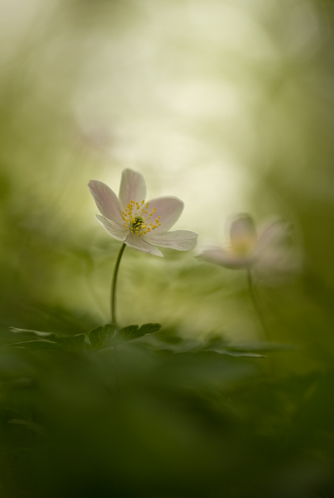 Buschwindröschen (Anemone nemorosa)