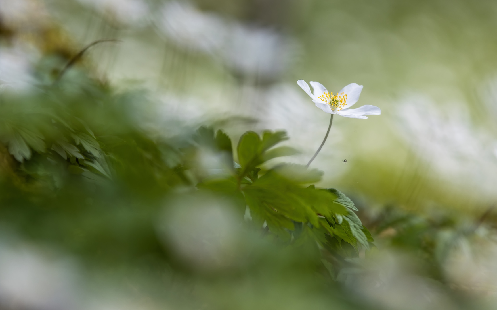 Buschwindröschen (Anemone nemorosa)