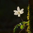 Buschwindröschen (Anemone nemorosa)