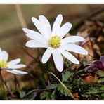 Buschwindröschen (Anemone nemorosa)...