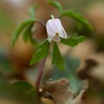 Buschwindröschen (Anemone nemorosa)