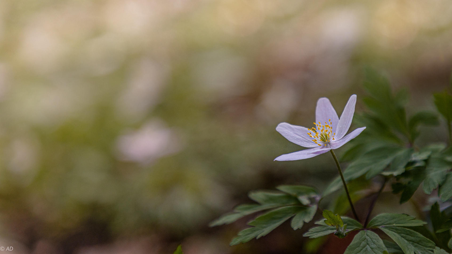 Buschwindröschen (Anemone nemorosa)