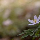 Buschwindröschen (Anemone nemorosa)