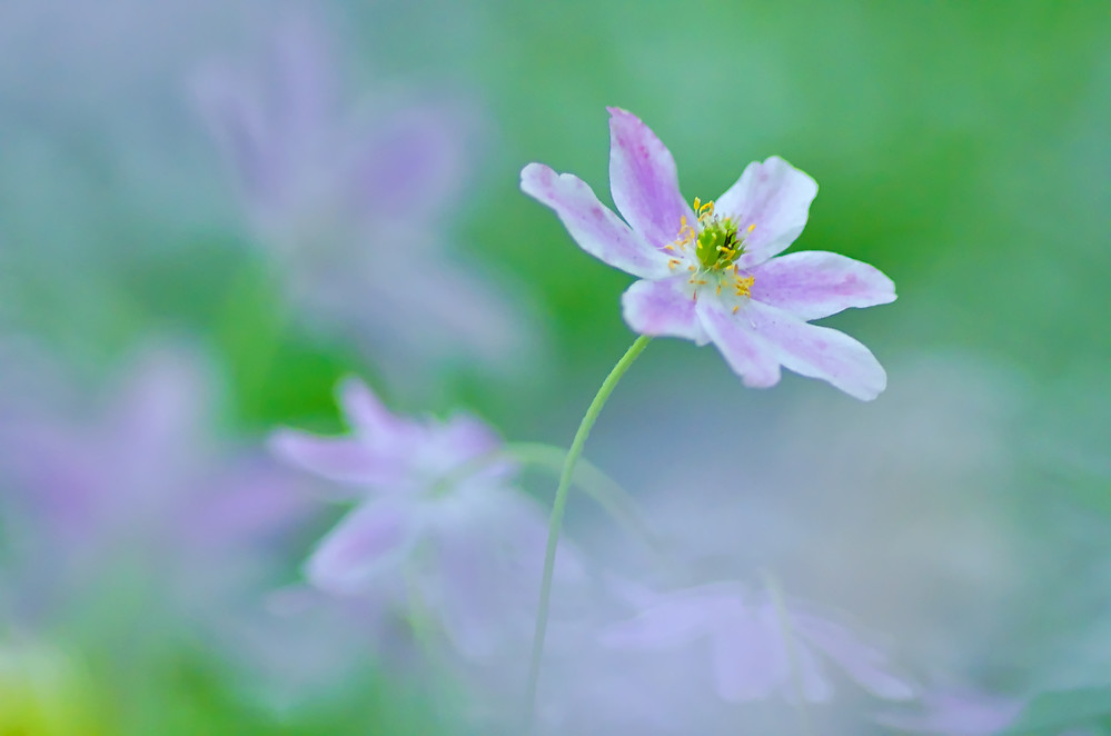 Buschwindröschen (Anemone nemorosa)