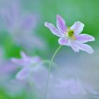 Buschwindröschen (Anemone nemorosa)