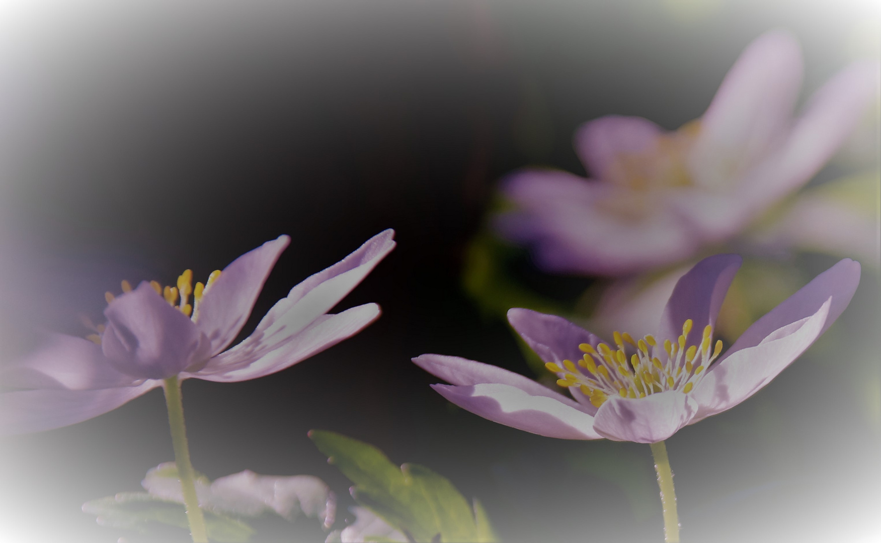 Buschwindröschen (Anemone nemorosa)