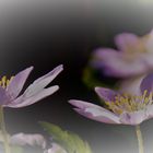 Buschwindröschen (Anemone nemorosa)