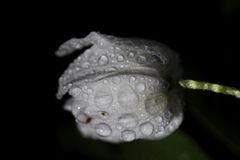 Buschwindröschen (Anemone nemorosa)