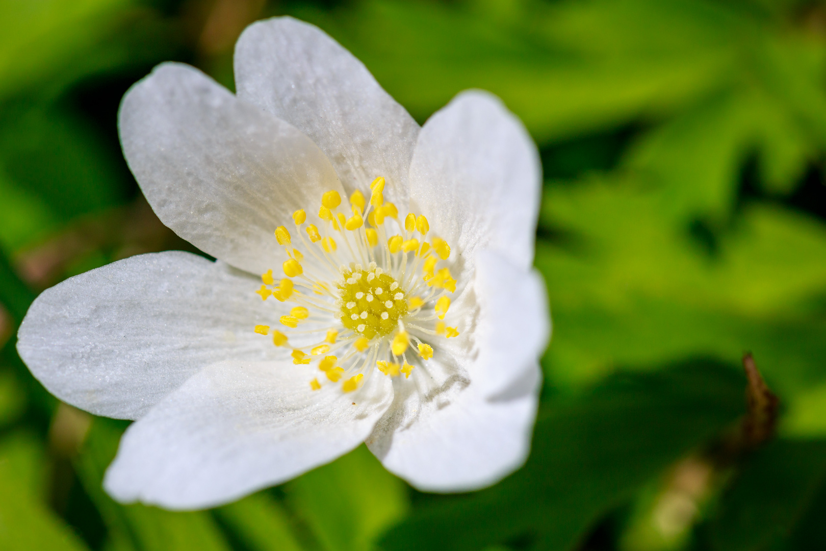 Buschwindröschen (Anemone nemorosa)