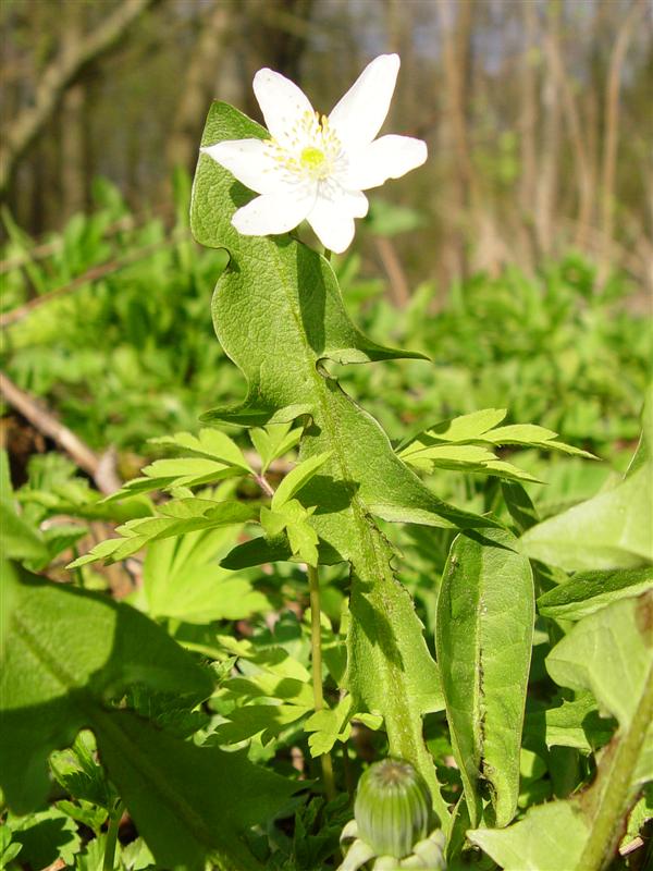 Buschwindröschen (Anemone nemorosa)