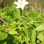 Buschwindröschen (Anemone nemorosa)