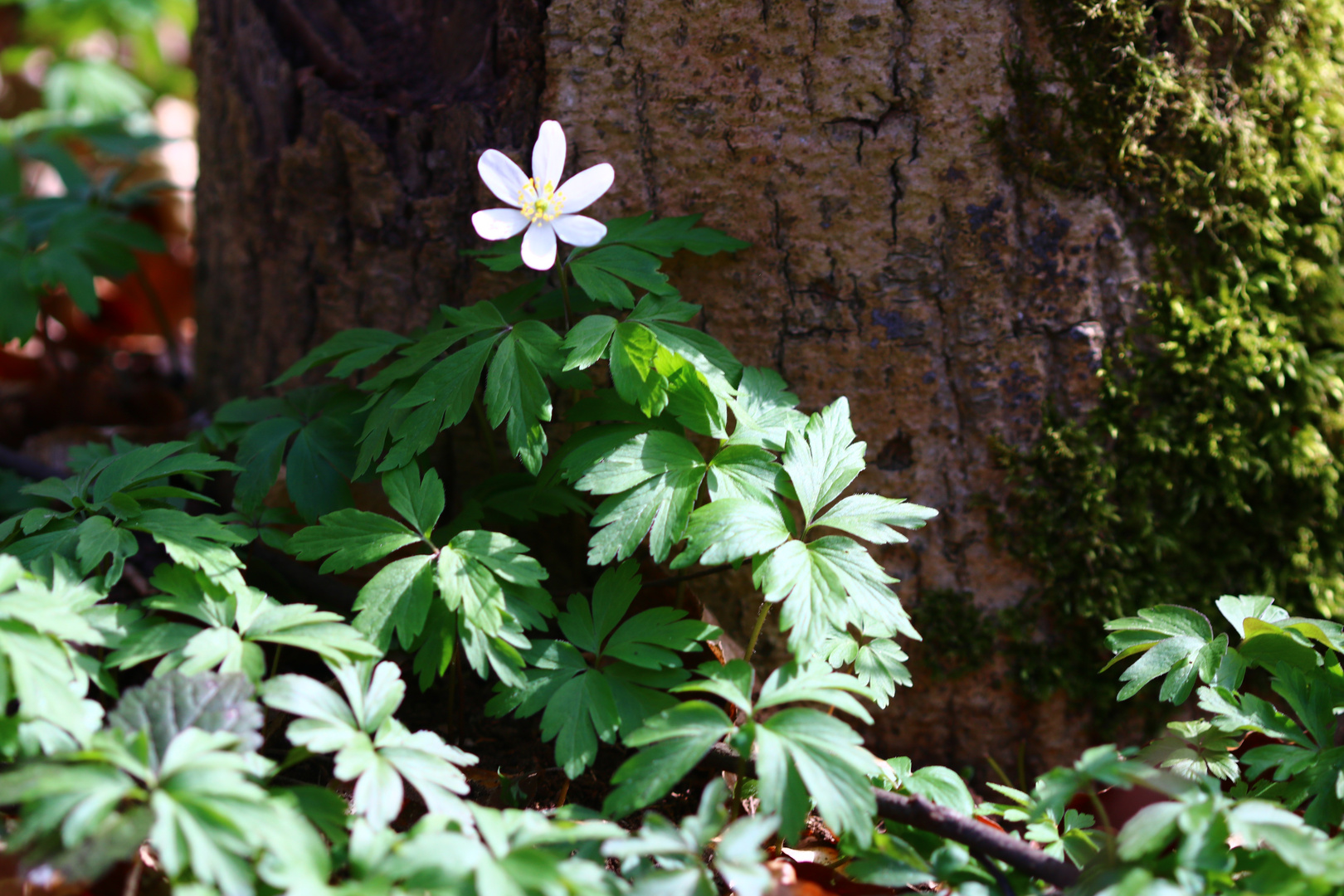 Buschwindröschen - Anemone nemorosa