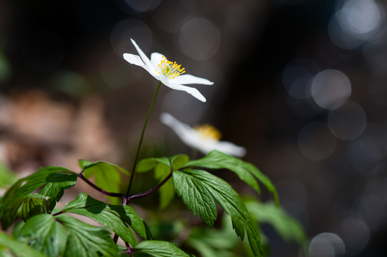 Buschwindröschen (Anemone nemorosa)