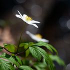 Buschwindröschen (Anemone nemorosa)