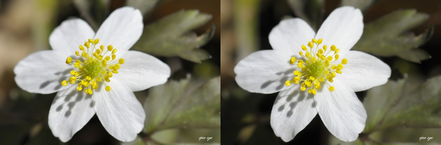 Buschwindröschen - Anemone nemorosa / Cha Cha X View