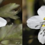 Buschwindröschen - Anemone nemorosa / Cha Cha X View