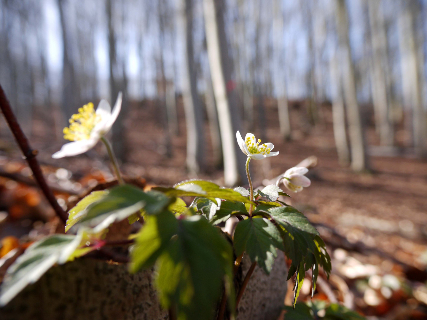 Buschwindröschen (Anemone nemorosa)