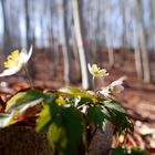 Buschwindröschen (Anemone nemorosa)