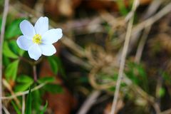 Buschwindröschen - Anemone nemorosa