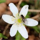 Buschwindröschen (Anemone nemorosa)...