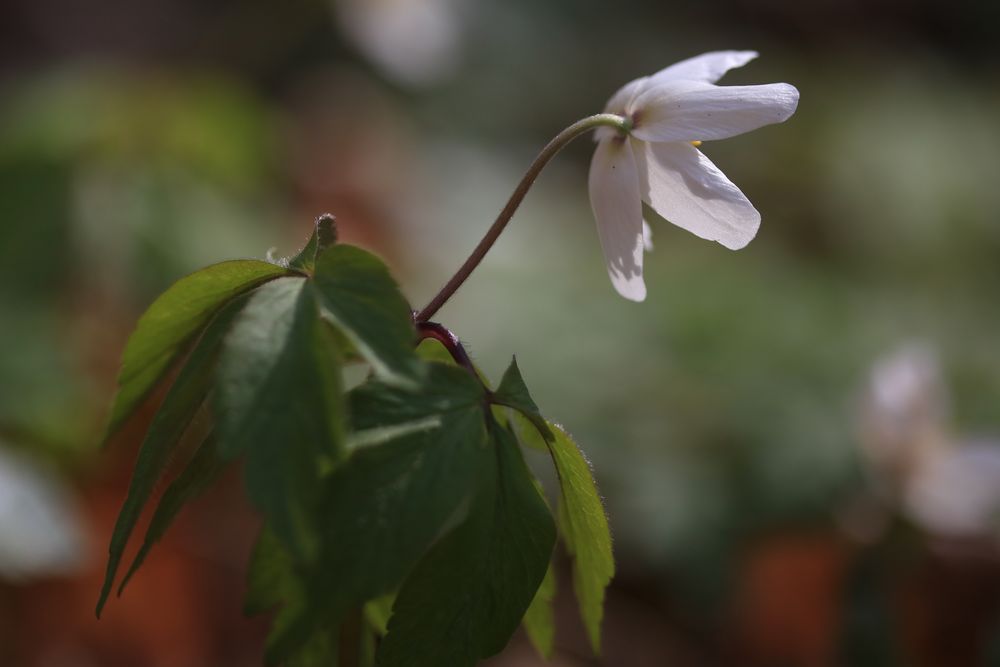 Buschwindröschen - Anemone nemorosa