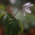 Buschwindröschen - Anemone nemorosa