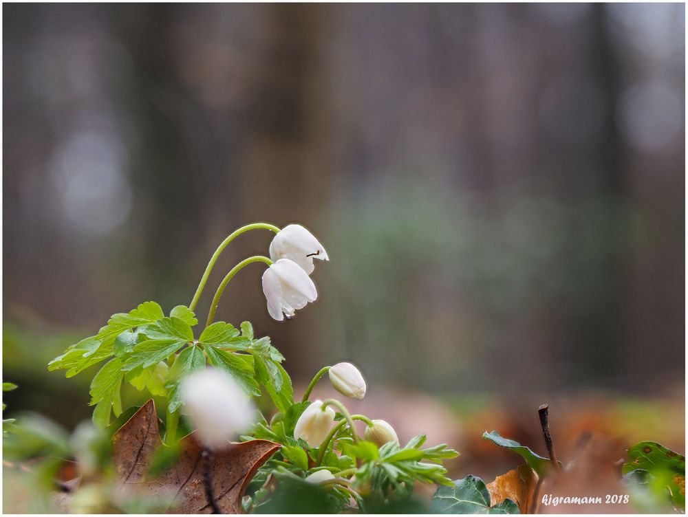 buschwindröschen (anemone nemorosa) .....