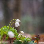 buschwindröschen (anemone nemorosa) .....