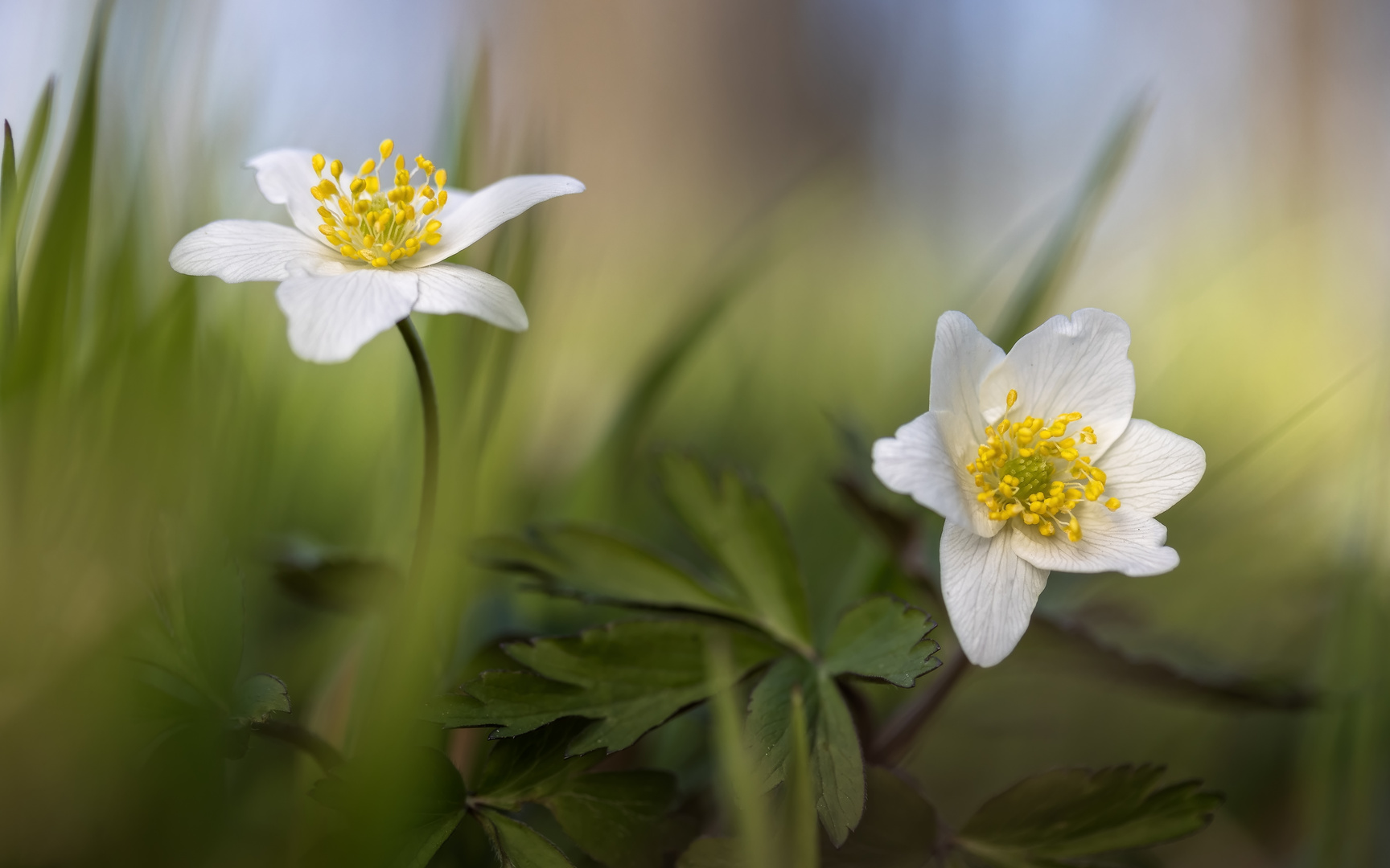 Buschwindröschen (Anemone nemorosa)