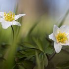 Buschwindröschen (Anemone nemorosa)