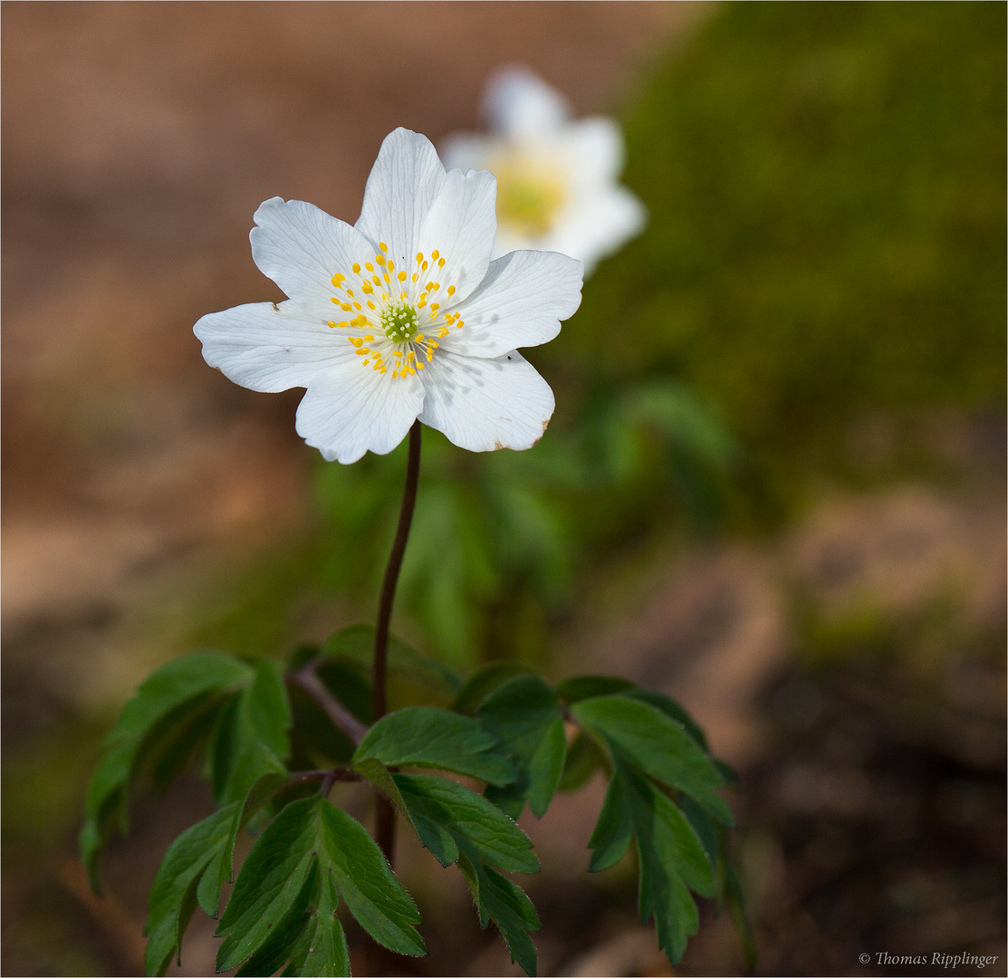 Buschwindröschen (Anemone nemorosa)