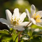 Buschwindröschen (Anemone nemorosa) 