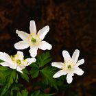 Buschwindröschen - Anemone nemorosa