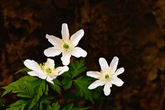 Buschwindröschen - Anemone nemorosa