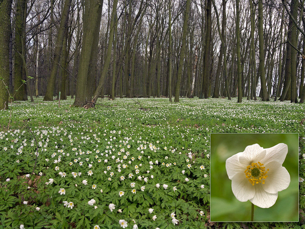 Buschwindröschen (Anemone nemorosa)